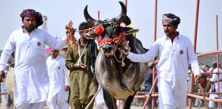 People throng Sindh livestock expo 2021 in Hyderabad