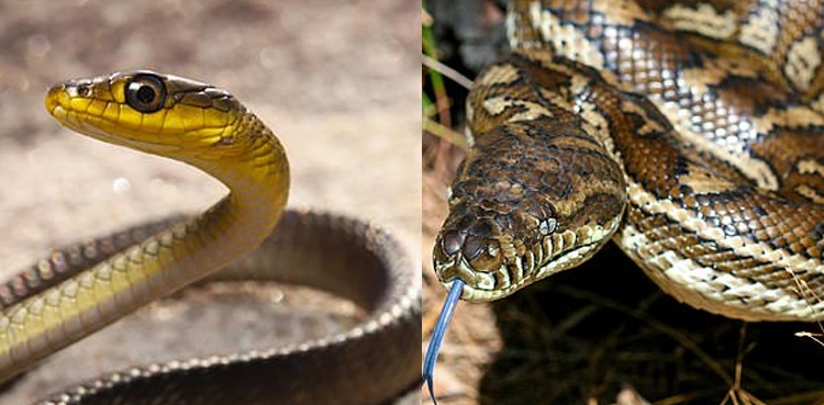 Snake catcher discovers over 50 snake skins from roof of a house