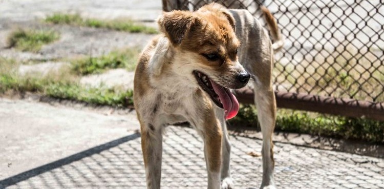 stray dog bites boy faisalabad