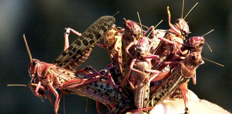 Lebanon battles swarms of locusts after wind changes direction