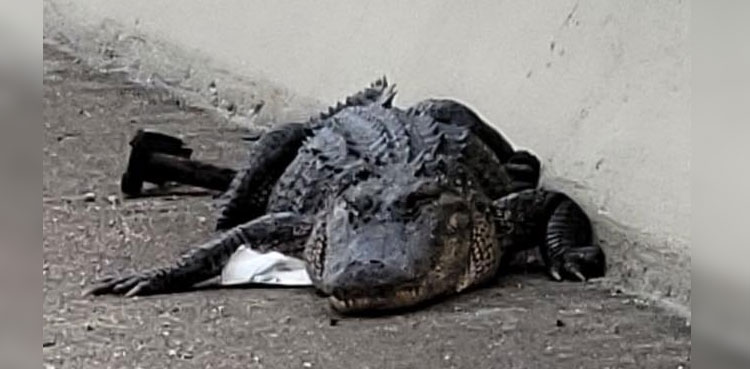 alligator-blocks-traffic-texas