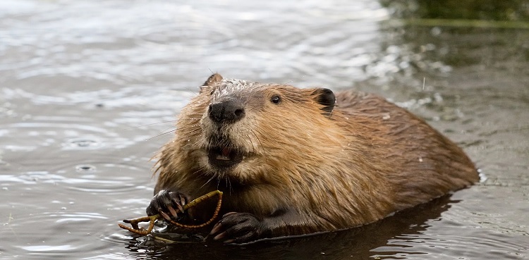 beaver gnaws fiber cable