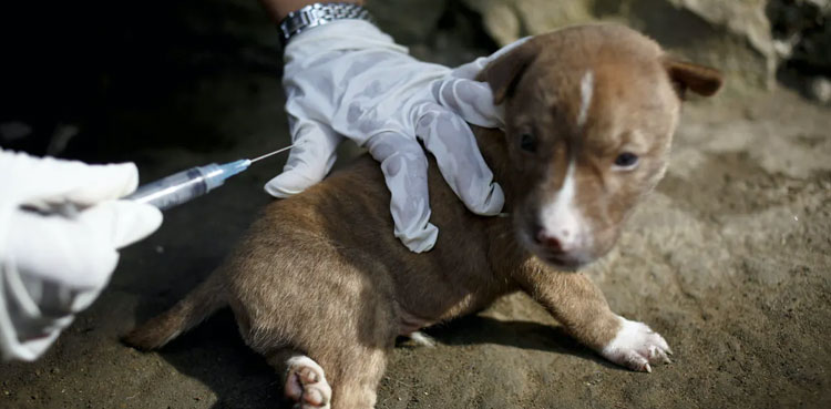 75 personas recibieron vacunas de coronavirus para perros por parte de veterinarios chilenos