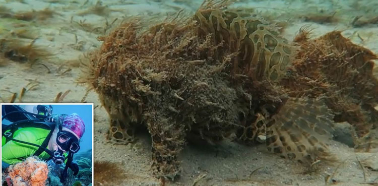 WATCH: Diver encounters bizarre hairy creatures strolling across the seabed