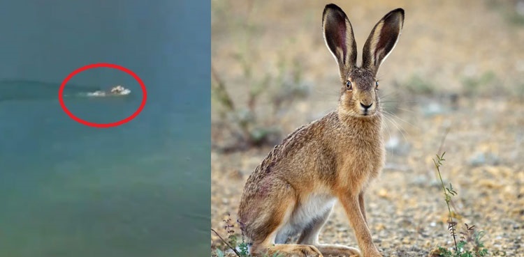 Hare Swimming Viral Video