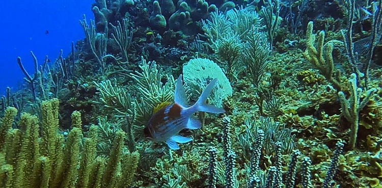 marine life coral reef