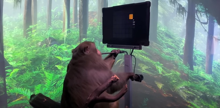 WATCH: Monkey playing Pong with its brain-computer technology