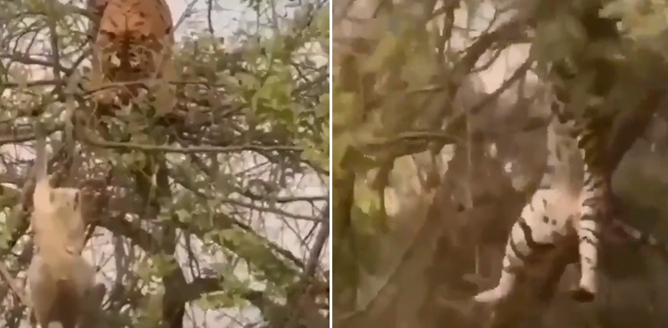 Viral video: Monkey teaches lesson to tiger climbing tree to hunt him down