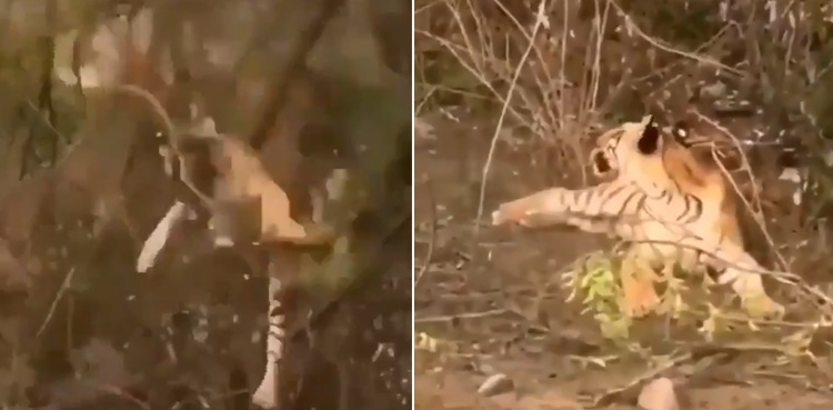 viral video monkey tiger tree-top encounter