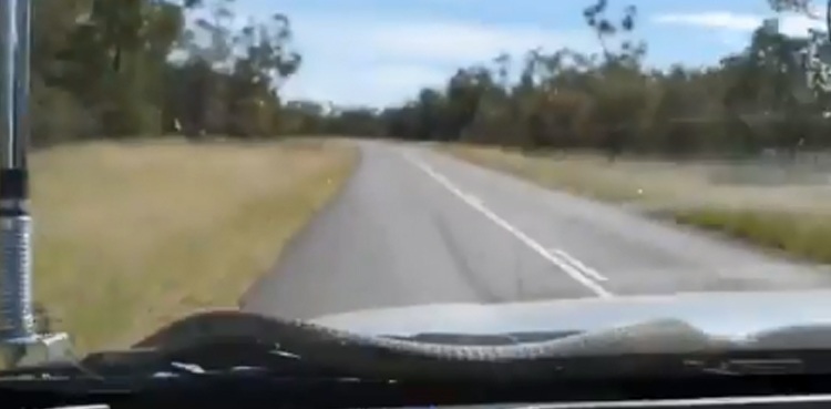 Terrifying moment a snake emerges from car windshield during road trip