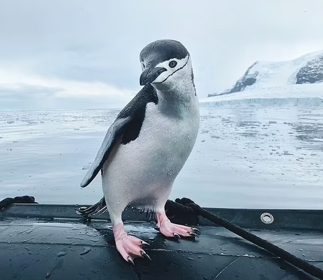 Penguin