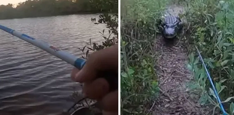 WATCH: Huge alligator emerges from lake, chases man