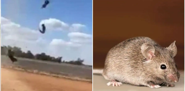 VIDEO: Australia faces worst mouse plague — Rats ‘raining’ from the sky