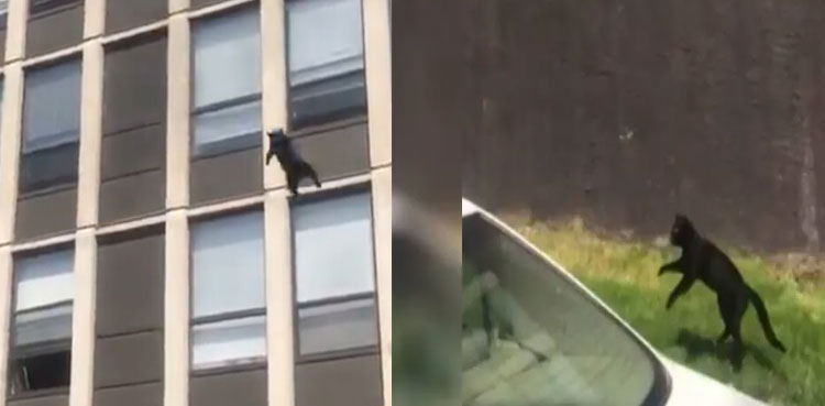 WATCH: Cat jumps from fifth-floor of burning building, runs away unhurt