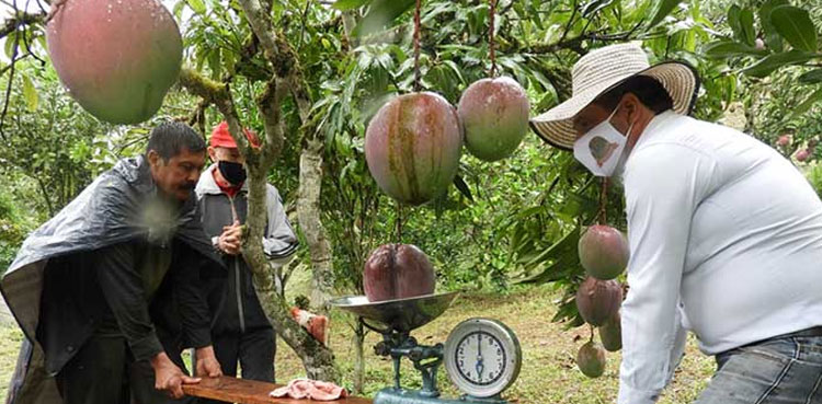 colombia mango guinness record