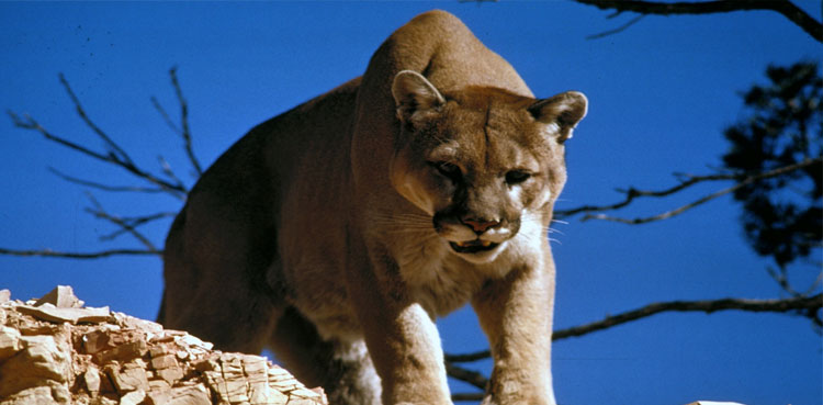 video-mountain-lion