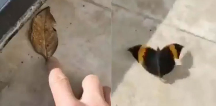 Viral video of colourful butterfly camouflaged as dry leaf mesmerizing netizens