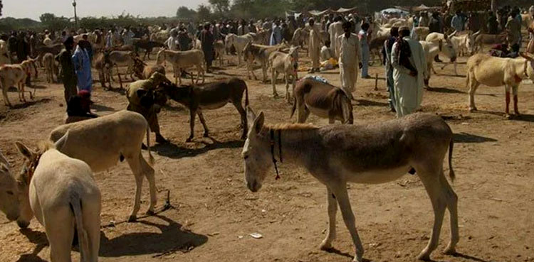 Donkey population increases by 100,000 in Pakistan