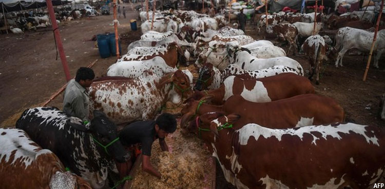 karachi cattle market super highway covid sops