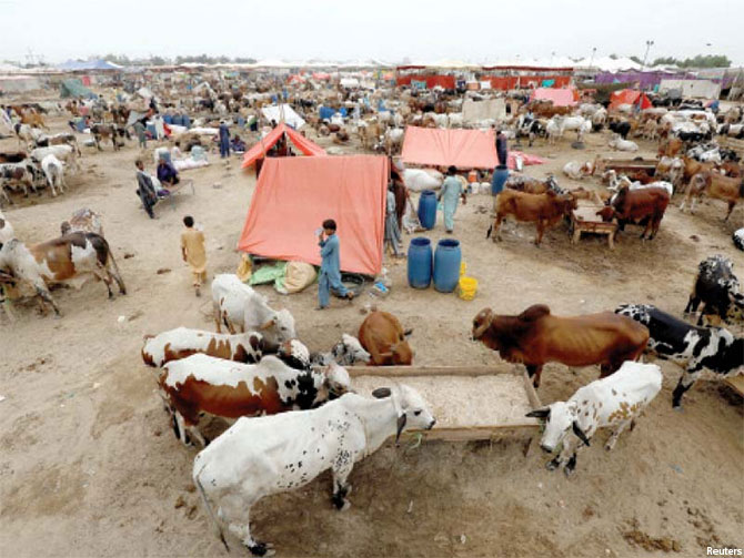 karachi cattle market super highway covid sops