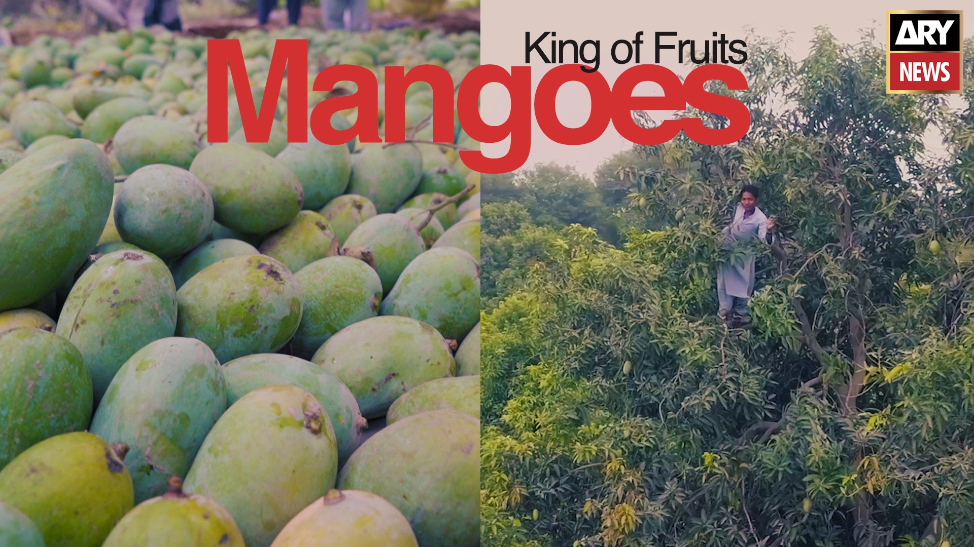 Mangoes