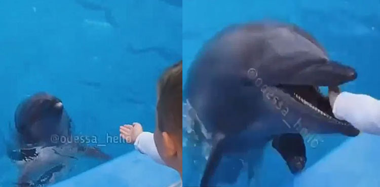 WATCH: Dolphin bites young boy’s hand after mistaking it for food