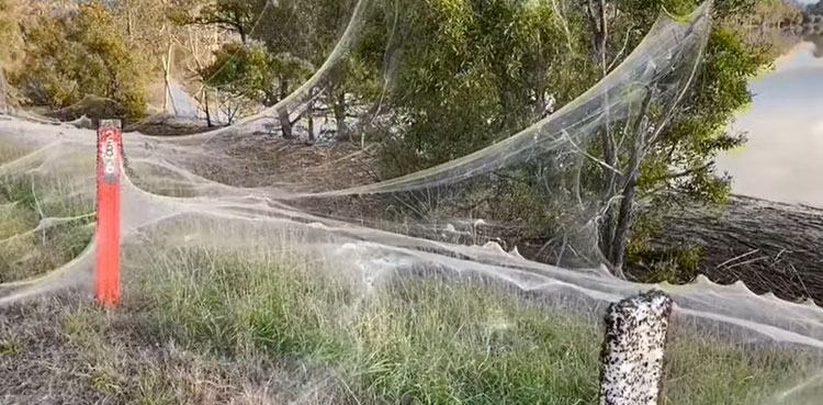 Cobwebs engulf Australian towns as spiders flee flooding