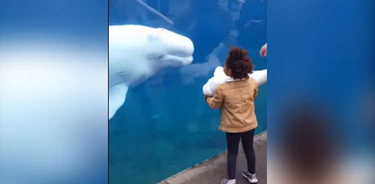 WATCH: Beluga whale’s priceless reaction on seeing toy whale in girl’s hand