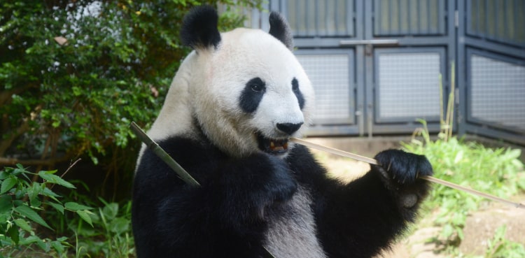 Pandas, China, Thumbs