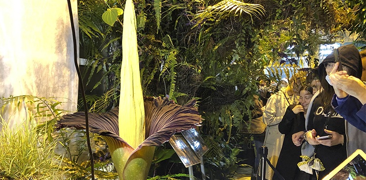 ‘Corpse flower’ Sumatran Titan blooms in Warsaw, drawing large crowds