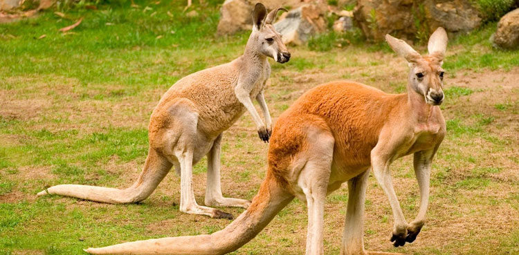 Lahore Zoo Kangaroo Pair Dead