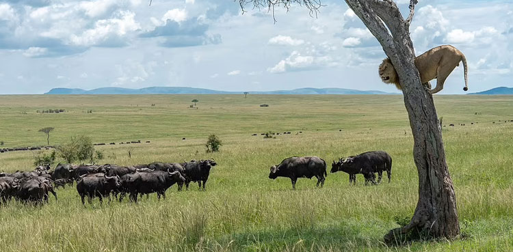 lion clings tree buffalo