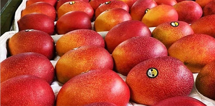 Miyazaki mango