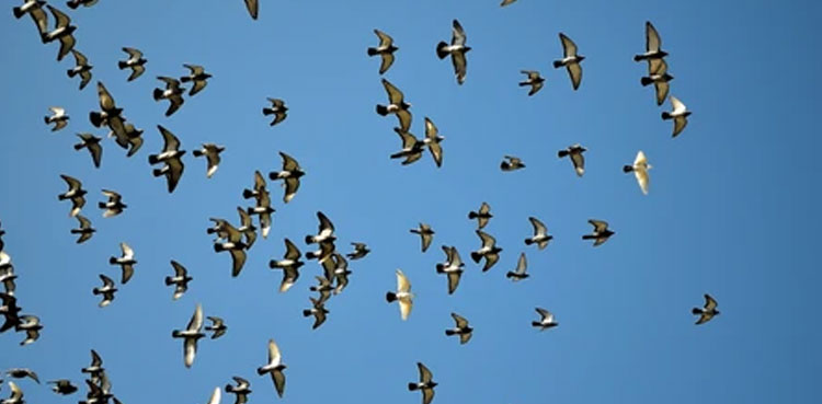 10,000 pigeons mysteriously disappear during race