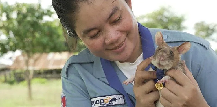 Bomb-sniffing rat retires