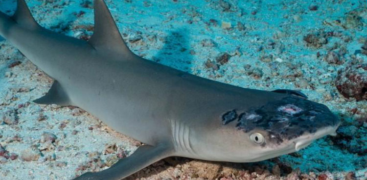 Malaysia’s reef sharks stricken with mystery skin disease