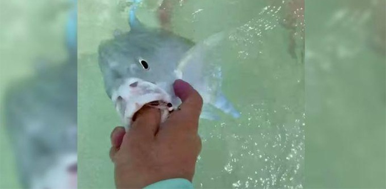 TikTok video shows man fighting off sharks while trying to catch fish