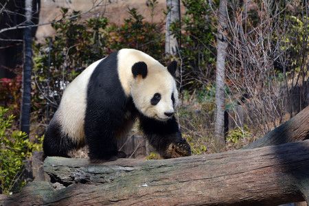 tokyo zoo panda