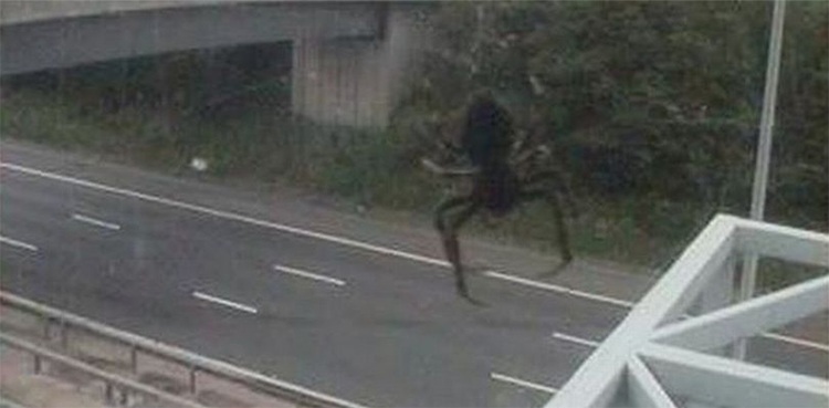 ‘Massive’ spider dwarfing police car caught on camera