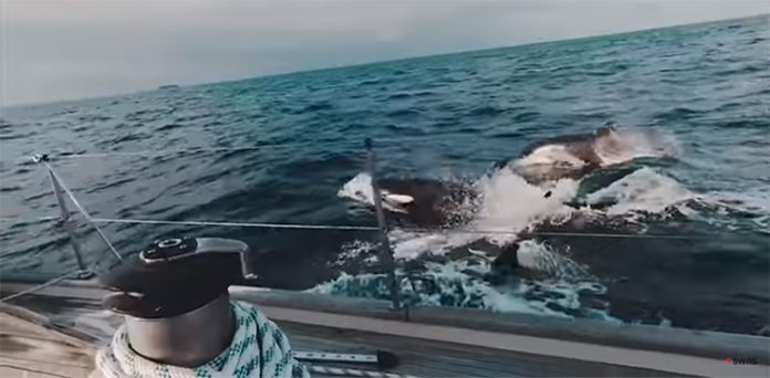 killer whales attack, British yacht crew