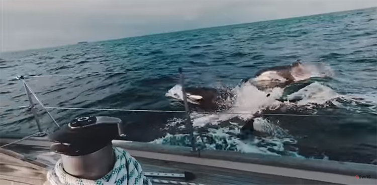 yachts killer whales