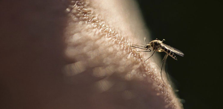 Alarming surge in Malaria cases, Sindh, official data