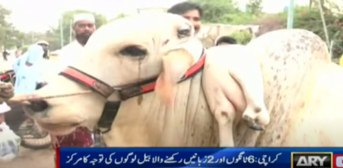 Karachi Cattle Market