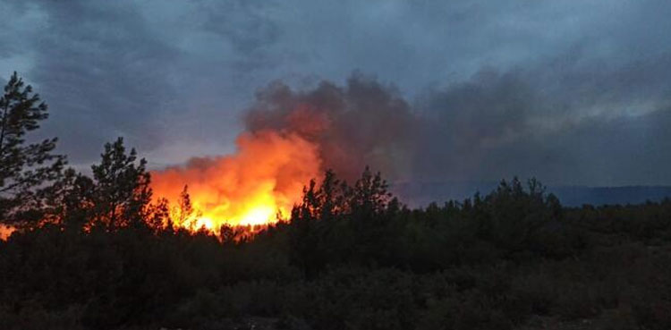 Balochistan forest fire, precious trees shrubs destroyed, Koh-e-Jandaran