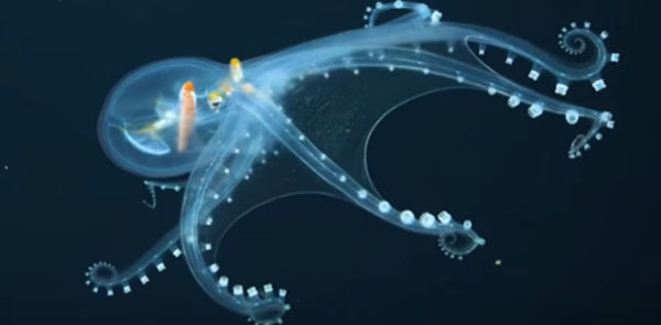 Watch Very Rare Glass Octopus Photographed By Deep Sea Scientists