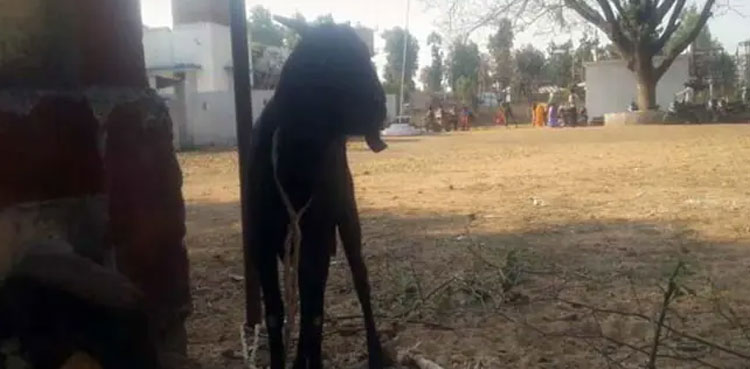 miracle goat baby eight legs india viral photos