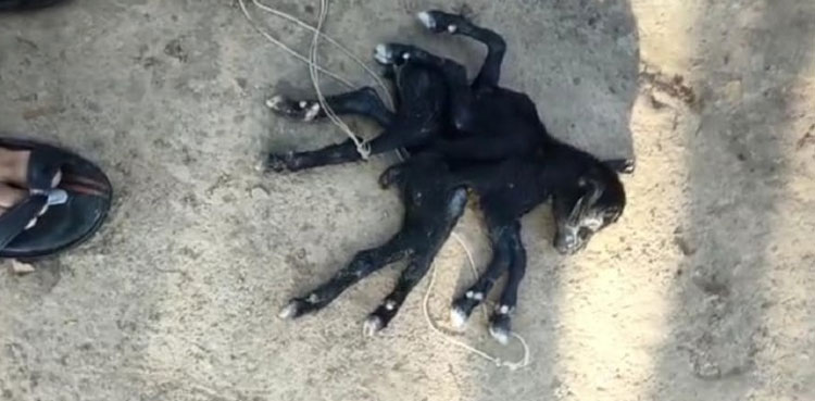 miracle goat baby eight legs india viral photos