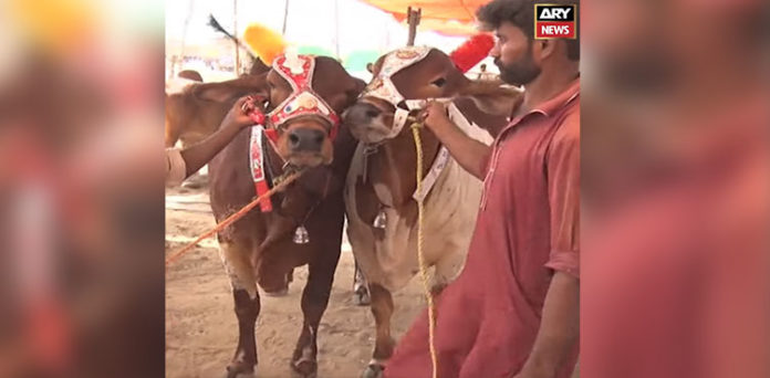 karachi-cattle-market-shazey-shehzadi