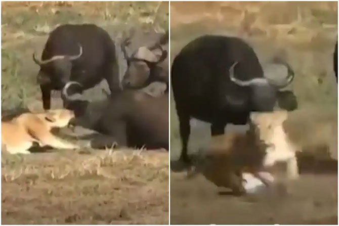 lion buffalo viral video fierce attack