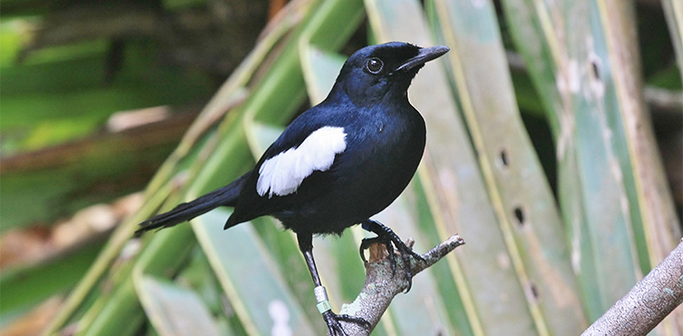 Digital Bird: Seycelle's magpie robin's NFTs up for sale